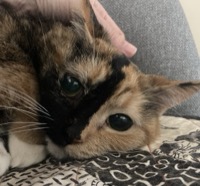 Macchia